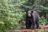 Image of a Black Bear, found in the Upper Peninsula of Michigan