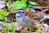 Bird City - Bird #1