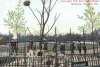 Washington Park Postcard - Raccoon Zoo