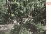 Lake Park Postcard - Ravine