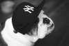 English Bulldog with Yankees Hat