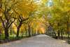 Fall in Central Park