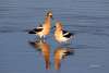 American Avocets Challenging Sandhills Drive