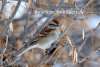 American Tree Sparrow Challenging Sandhills Scenic Drive