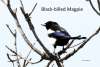Black Billed Magpie Challenging Sandhills Scenic Drive