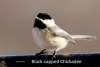Black Capped Chickadee Challenging Sandhills Scenic Drive
