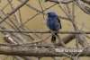 Blue Grosbeak Challenging Sandhills Scenic Drive