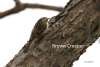 Brown Creeper Cottonwood Canyon Scenic Drive
