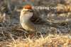 Chipping Sparrow Cottonwood Canyon Scenic Drive