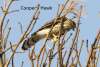 Coopers Hawk Cottonwood Canyon Scenic Drive