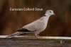 Eurasian Collard Dove Sandhills Scenic Drive