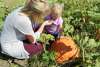 Homestead Pumpkin Patch
