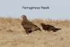 Ferruginous Hawk Cottonwood Canyon Scenic Drive