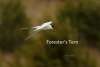 Foresters Tern Sandhills Scenic Drive