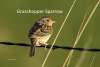 Grasshopper Sparrow Sandhills Scenic Drive