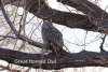Great Horned Owl Cottonwood Canyon Scenic Drive