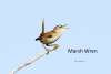 Marsh Wren Cottonwood Canyon Scenic Drive