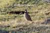 Northern Bobwhite Challenging Sandhills Scenic Drive