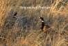 Ring Necked Pheasant Challenging Sandhills Scenic Drive