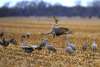 Sandhill Crane Daytime Bus Tour with Dusty Trails