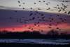 Sunrise River Blind Sandhill Crane Viewing Tour