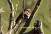 Savannah Sparrow Cottonwood Canyon Scenic Drive