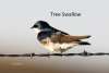 Tree Swallow Sandhills Scenic Drive