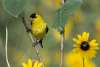 American Goldfinch Wild Horse Canyon Scenic Drive