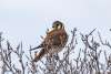 American Kestrel Sandhills Scenic Drive