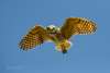 Burrowing Owl Flying Challenging Sandhills Scenic Drive