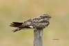 Common Nighthawk Challenging Sandhills Scenic Drive
