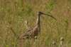 Curlew Baby Sandhills Scenic Drive