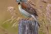 Dickcissel Sandhills Scenic Drive