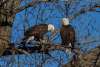 Eagles Challenging Sandhills Scenic Drive