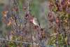Field Sparrow Challenging Sandhills Scenic Drive