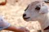 Petting Zoo