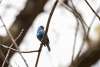 Indigo Bunting Sandhills Scenic Drive