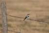 Loggerhead Shrike Challenging Sandhills Scenic Drive