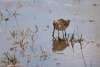 Long Bill Dowitcher Challenging Sandhills Scenic Drive