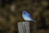 Mountain Bluebird Cottonwood Canyon Scenic Drive