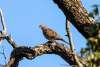 Mourning Dove Wild Horse Canyon Scenic Drive