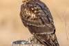 Northern Harrier Wild Horse Canyon Scenic Drive