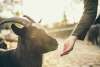 Petting Zoo