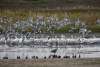 Pelicans and friend Challenging Sandhills Scenic Drive