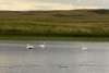 Pelican Challenging Sandhills Scenic Drive