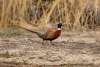 Pheasant Sandhills Scenic Drive