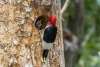 Red Head Woodpecker Sandhills Scenic Drive