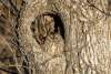 Screech Owl Wild Horse Canyon Scenic Drive