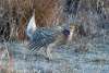 Sharp Tailed Grouse Sandhills Scenic Drive