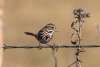 Song Sparrow Wild Horse Canyon Scenic Drive